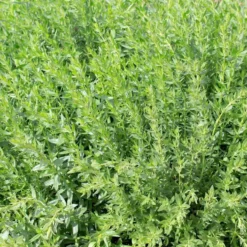 Hysope Officinale Bio. Le pot de 1 litre
