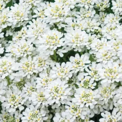 Iberis Sempervirens - Le pot de 9 x 9 cm