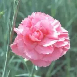 Œillet Nain - La coupe de 25 cm