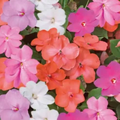 Impatiens a massifs - La barquette de 4 plants