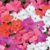 Impatiens de nouvelle guinee - La barquette de 4 plants