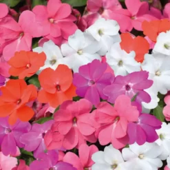 Impatiens de nouvelle guinee - La barquette de 4 plants