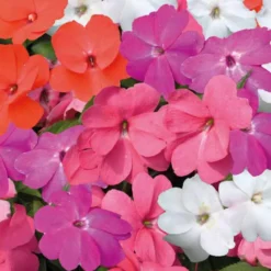 Impatiens de Nouvelle Guinée - Le pot de 9 x 9 cm