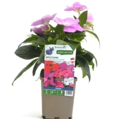 Impatiens de Nouvelle Guinée - Le pot de 9 x 9 cm