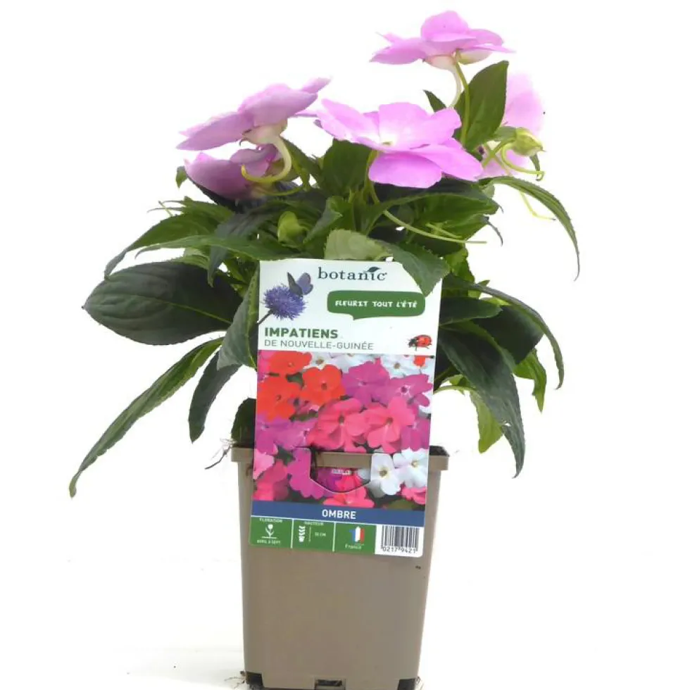 Impatiens de Nouvelle Guinée - Le pot de 9 x 9 cm