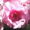 Impatiens à fleurs doubles - La jardinière de 40 cm