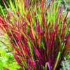 Imperata Red Baron rouge botanic®. Le pot de 2 litres