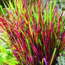 Imperata Red Baron rouge botanic®. Le pot de 2 litres
