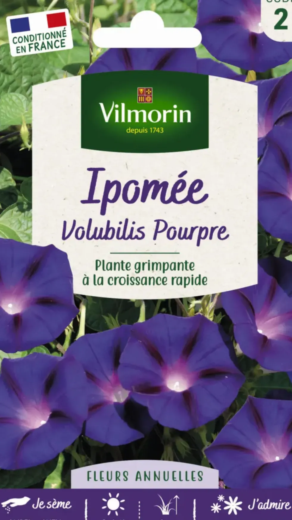 Ipomée Volubilis Pourpre Vilmorin - graines à semer