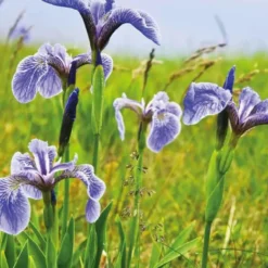 Iris de l’Alaska godet 9x9 cm