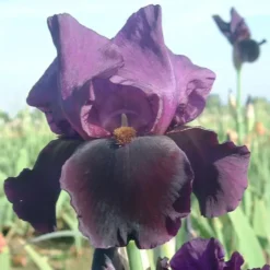 Iris des Jardins 'Black Swan' - Le pot de 1 litre