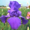 Iris des Jardins 'Deep Space' - Le pot de 1 litre