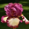 Iris des Jardins 'I'Ve Got Rhythm' - Le pot de 1 litre