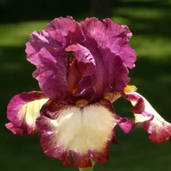 Iris des Jardins 'I'Ve Got Rhythm' - Le pot de 1 litre