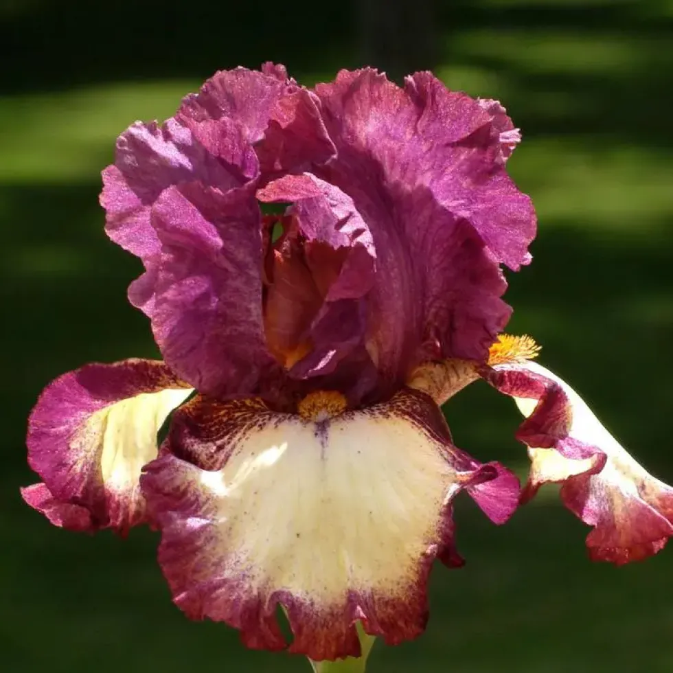 Iris des Jardins 'I'Ve Got Rhythm' - Le pot de 1 litre