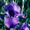 Iris des Jardins 'Mer du Sud' - Le pot de 1 litre