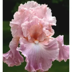 Iris des Jardins 'Pond Lily' - Le pot de 1 litre