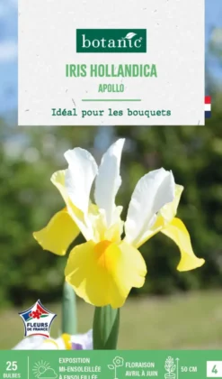 Iris hollandica apollo botanic® - 25 bulbes
