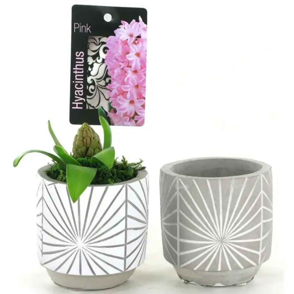 Jacinthe coloris variés en pot déco de 10 cm