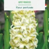 Jacinthe gipsy princess botanic® - 5 bulbes