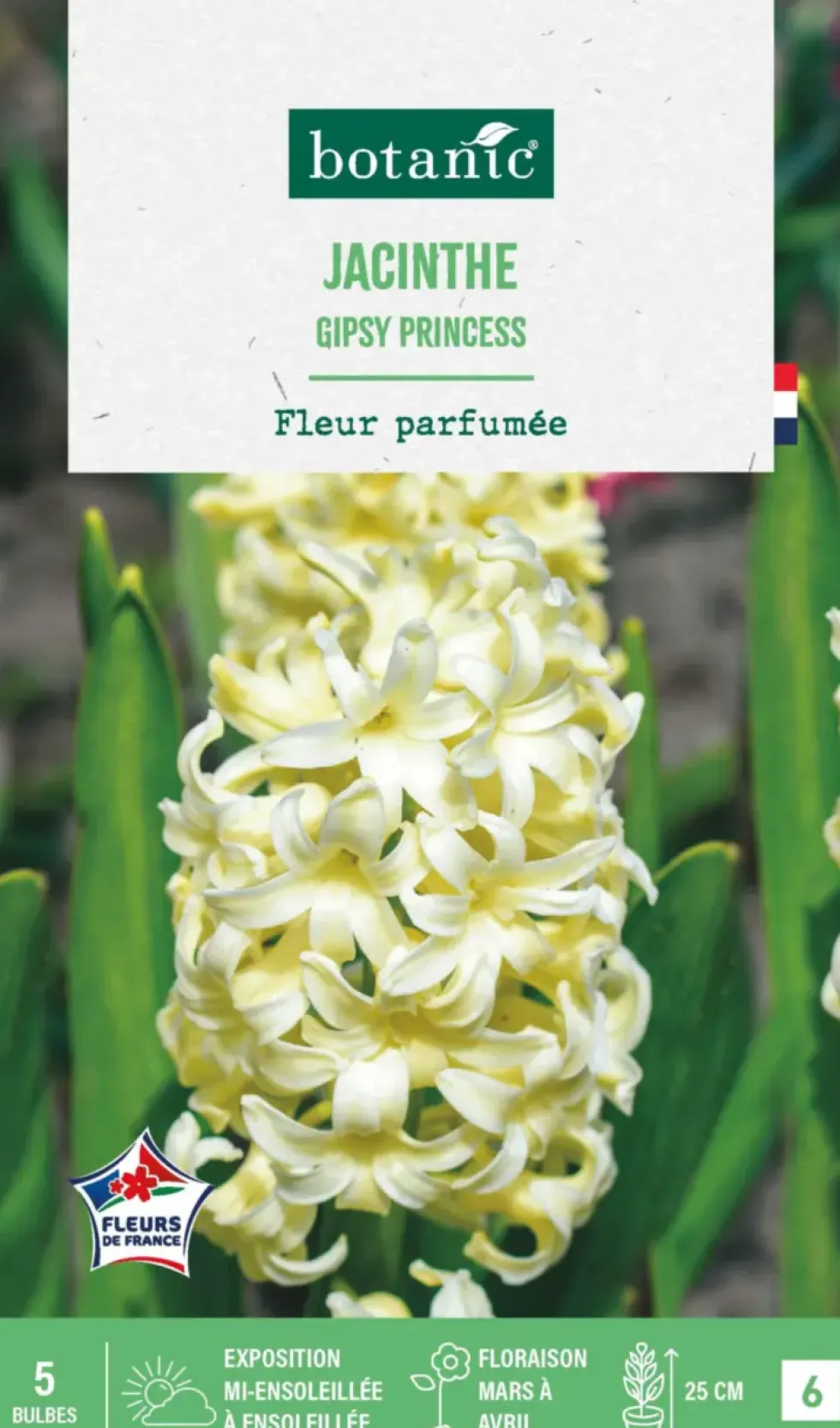 Jacinthe gipsy princess botanic® - 5 bulbes