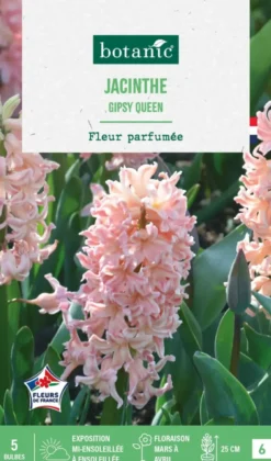 Jacinthe gipsy queen botanic® - 5 bulbes