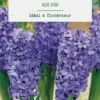 Jacinthe intérieur blue star botanic® - 2 bulbes