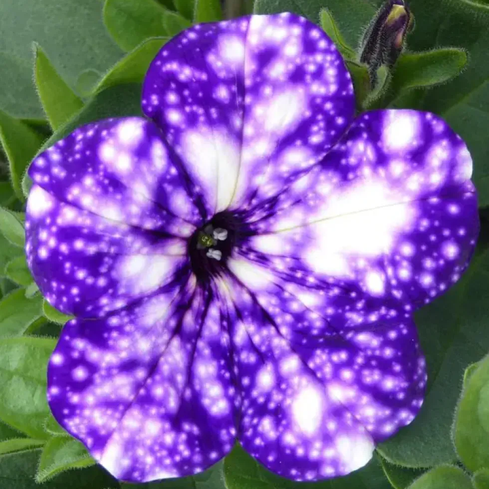 Jardinière nuit d'été - La jardinière de 40 cm