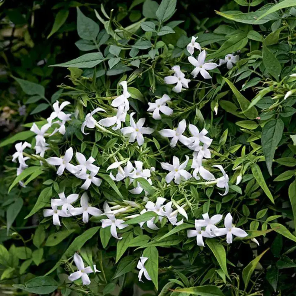 JASMIN OFFICINALE. Le pot de 3 litres