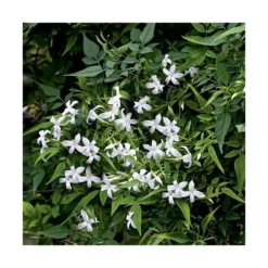 JASMIN OFFICINALE. Le pot de 6 litres