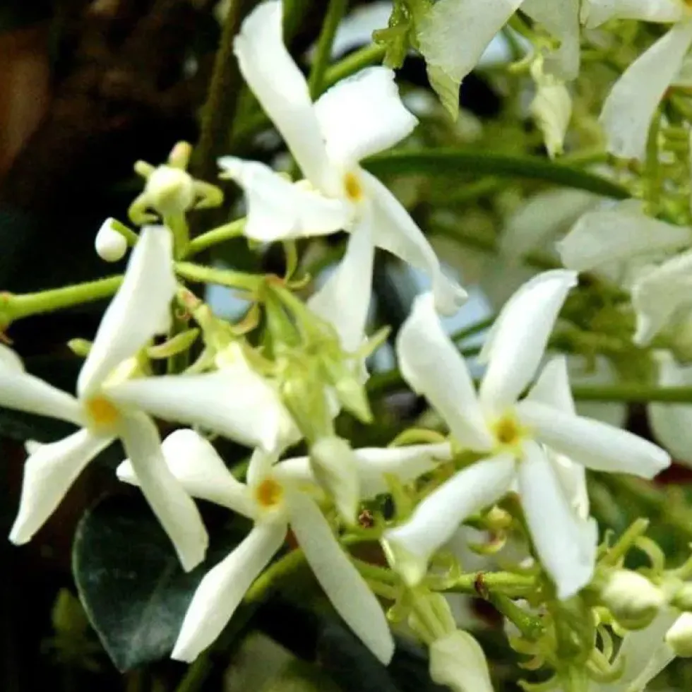Jasmin étoilé blanc. Le pot de 3 litres
