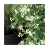 Jasmin étoilé. Le pot de 6 litres