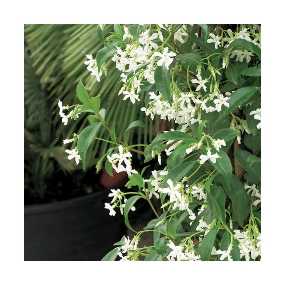 Jasmin étoilé. Le pot de 6 litres