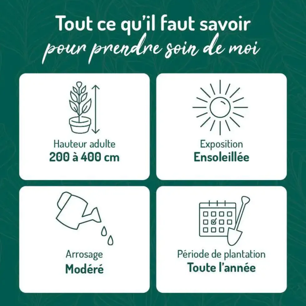 Jasmin étoilé. Le pot de 6 litres