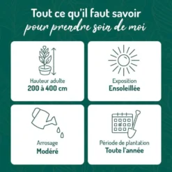 Jasmin étoilé. Le pot de 1,3 litres