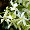 Jasmin étoilé. Le pot de 4 litres, arceau