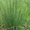 Jonc des jardiniers godet 9x9 cm