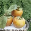 Kaki Diospyros Vainiglia coloris orange - 35 L