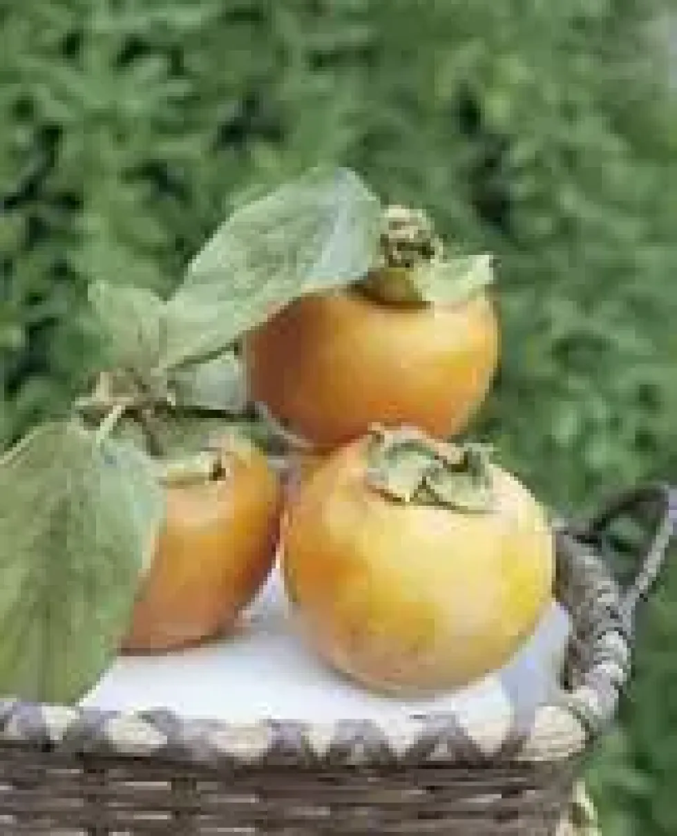 Kaki Diospyros Vainiglia coloris orange - 35 L