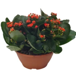Kalanchoe Calandiva - en pot de Ø 10,5 cm