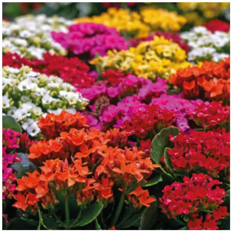 Kalanchoe. La jardinière de 25 cm