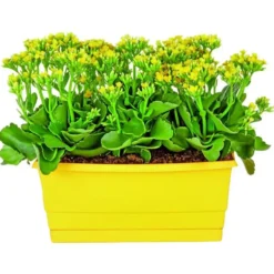 Kalanchoe. La jardinière de 25 cm