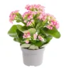 Kalanchoe. Le pot de Ø 10.5 cm