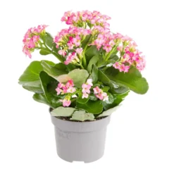 Kalanchoe. Le pot de Ø 10.5 cm