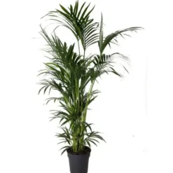 Kentia Forsteriana pot Ø40 cm/ H260 cm
