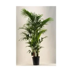Kentia Forsteriana pot Ø27 cm/ H170 cm