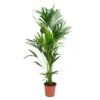 Kentia Forsteriana pot Ø24-27 cm/ H175-200 cm