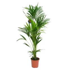 Kentia Forsteriana pot Ø24-27 cm/ H175-200 cm