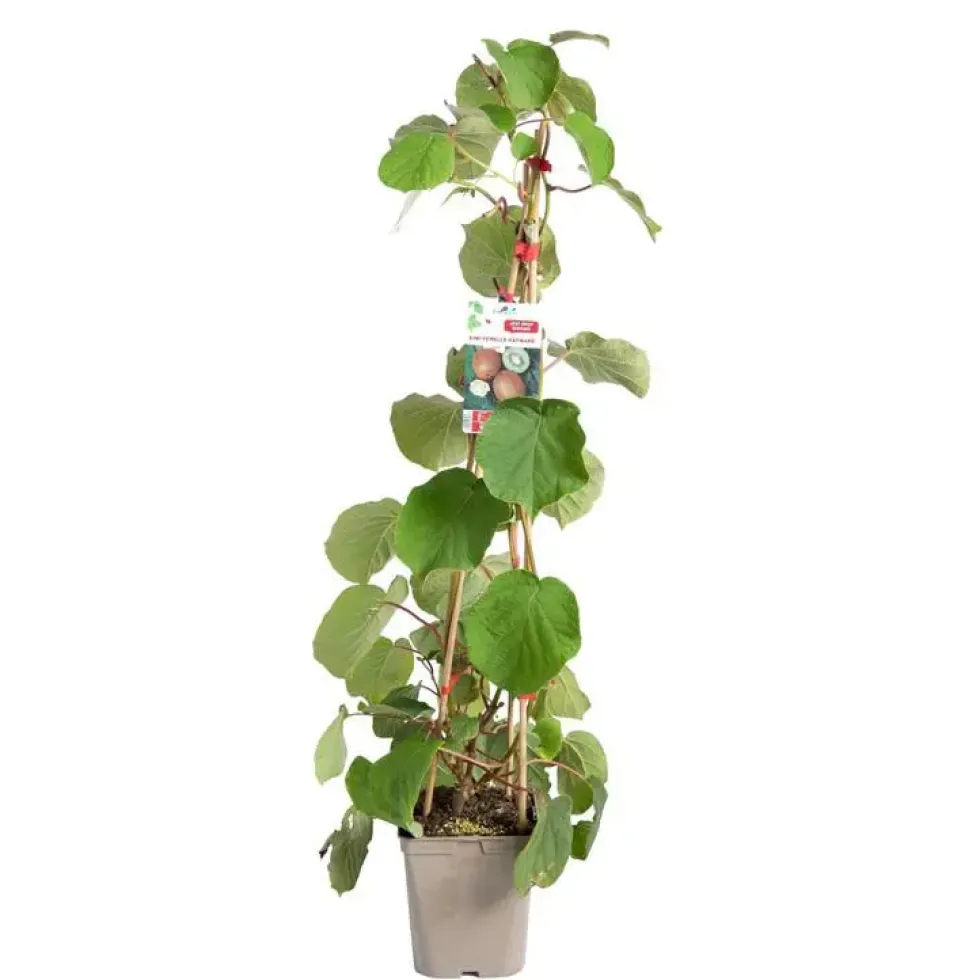 Kiwi Femelle 'Hayward' Bio. Le pot de 5 litres