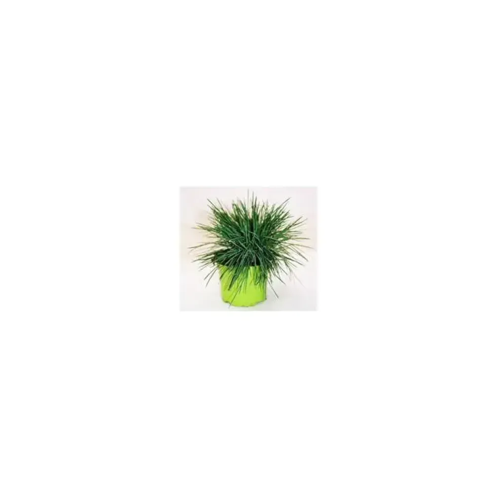 Koeleria Glauca - Le pot de 1 litre
